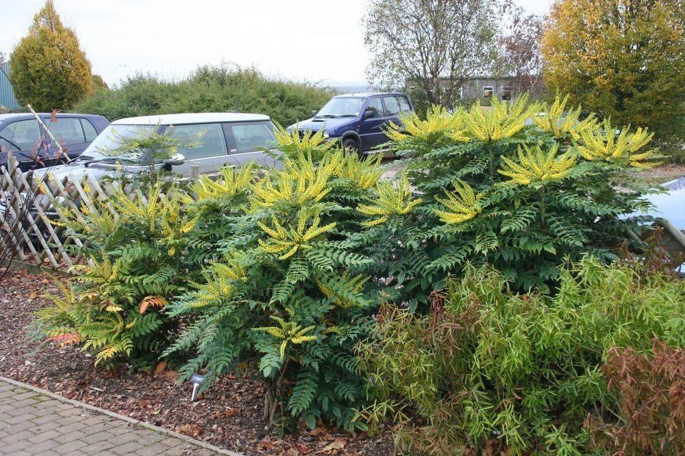 Mahonie Charity"  0.60 - 0.80 m  Mahonia x media "Charity"