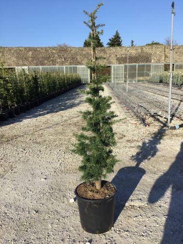 Cedru de Liban 1.50 - 1.75 m  Cedrus libani