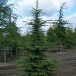 Cedar of Lebanon 1.50 - 1.75 m Cedrus lebani