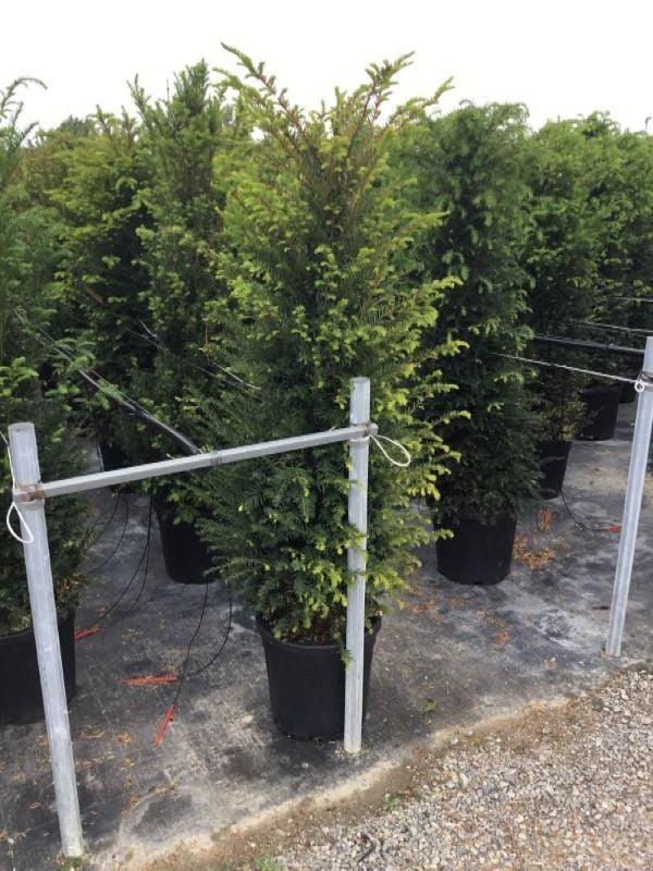 Tisa 1.30 - 1.40 m  Taxus baccata