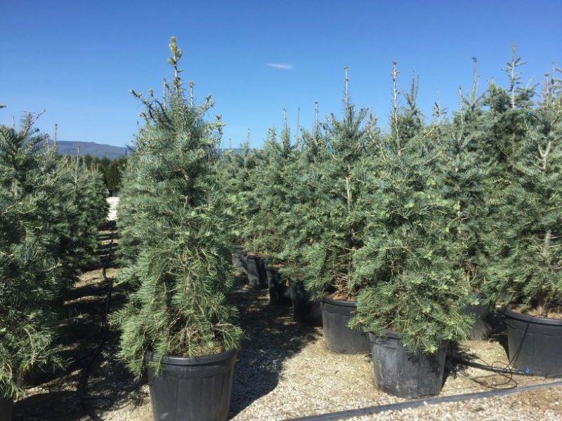 Brad alb  1.70 - 2.00 m  Abies concolor