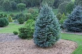 Brad alb pitic 1.00 - 1.20 m  Abies lasiocarpa var. arizonica Compacta