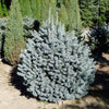 Dwarf white fir 1.00 - 1.20 m Abies lasiocarpa var. arizonica Compacta
