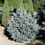 Dwarf white fir 1.00 - 1.20 m Abies lasiocarpa var. arizonica Compacta
