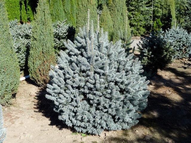 Brad alb pitic 1.00 - 1.20 m  Abies lasiocarpa var. arizonica Compacta