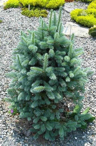 Brad alb pitic 1.00 - 1.20 m  Abies lasiocarpa var. arizonica Compacta