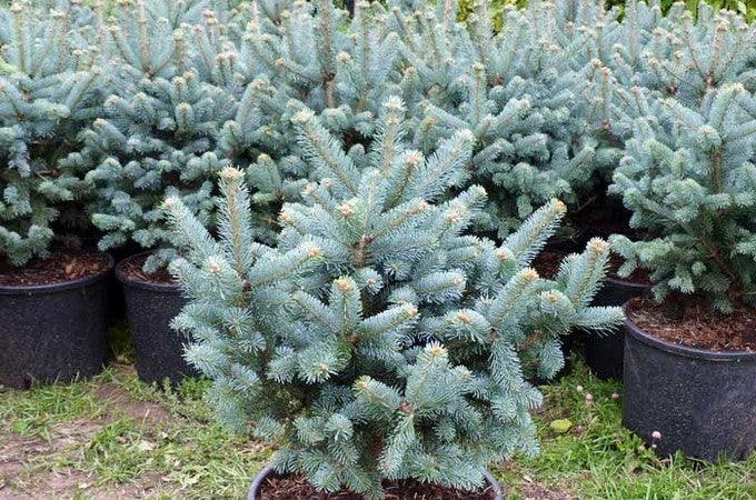 Brad alb pitic 1.00 - 1.20 m  Abies lasiocarpa var. arizonica Compacta