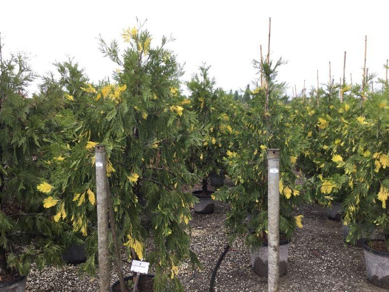 Cedrul de California variegat 1.50 - 1.70 m  Calocedrus decurrens Aureovariegata"