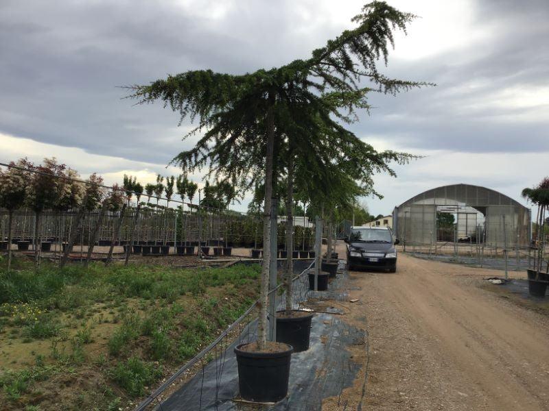 Cedru de Himalaya pendul 2.20 - 2.50 m  Cedrus deodara Pendula"