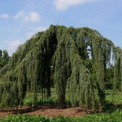 Cedru de Himalaya pendul 2.20 - 2.50 m  Cedrus deodara Pendula"