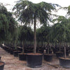 Pendulum Himalayan cedar 2.20 - 2.50 m Cedrus deodara Pendula"
