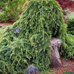 Cedar of Lebanon Sargentii" 1.50 - 1.75 m Cedrus lebani "Sargentii"