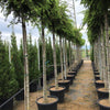 Cedar of Lebanon Sargentii" 2.00 - 2.50 m Lebanese cedar "Sargentii"