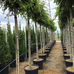 Cedar of Lebanon Sargentii" 2.00 - 2.50 m Lebanese cedar "Sargentii"