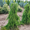 Spruce 'Inversa' 1.20 - 1.50 m Picea abies 'Inversa'