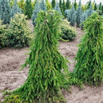 Spruce 'Inversa' 1.20 - 1.50 m Picea abies 'Inversa'
