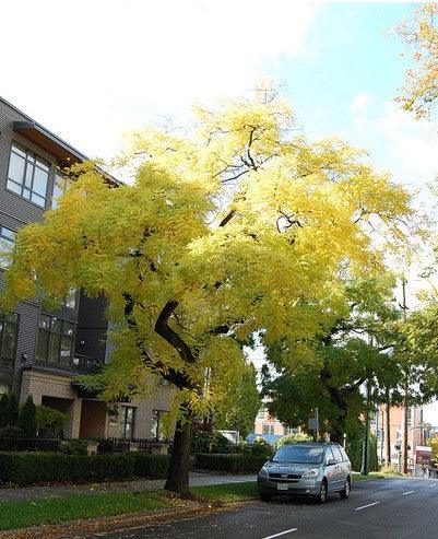 Salcam japonez pendul  2.00 - 2.50 m  Sophora japonica Pendula"