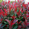 Photinia Carre Rouge" hedge 0.80 - 1.00 m Photinia x fraseri "Carre Rouge"
