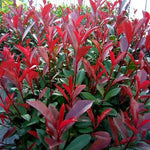 Photinia Carre Rouge" hedge 0.80 - 1.00 m Photinia x fraseri "Carre Rouge"