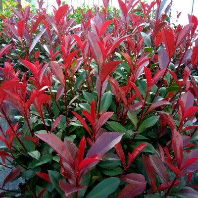 Photinia Carre Rouge" gard viu 0.80 - 1.00 m  Photinia x fraseri "Carre Rouge"