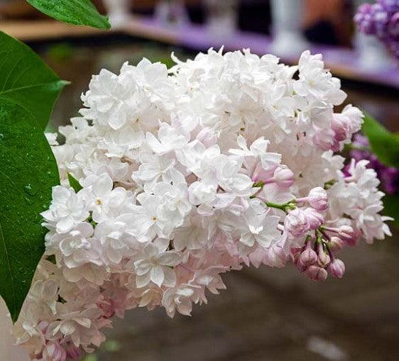 Liliac Beauty of Moscow" 1.20 - 1.50 m  Syringa vulgaris "Beauty of Moscow"