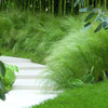Stipa tenuissima Pony Tails