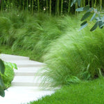 Stipa tenuissima Pony Tails