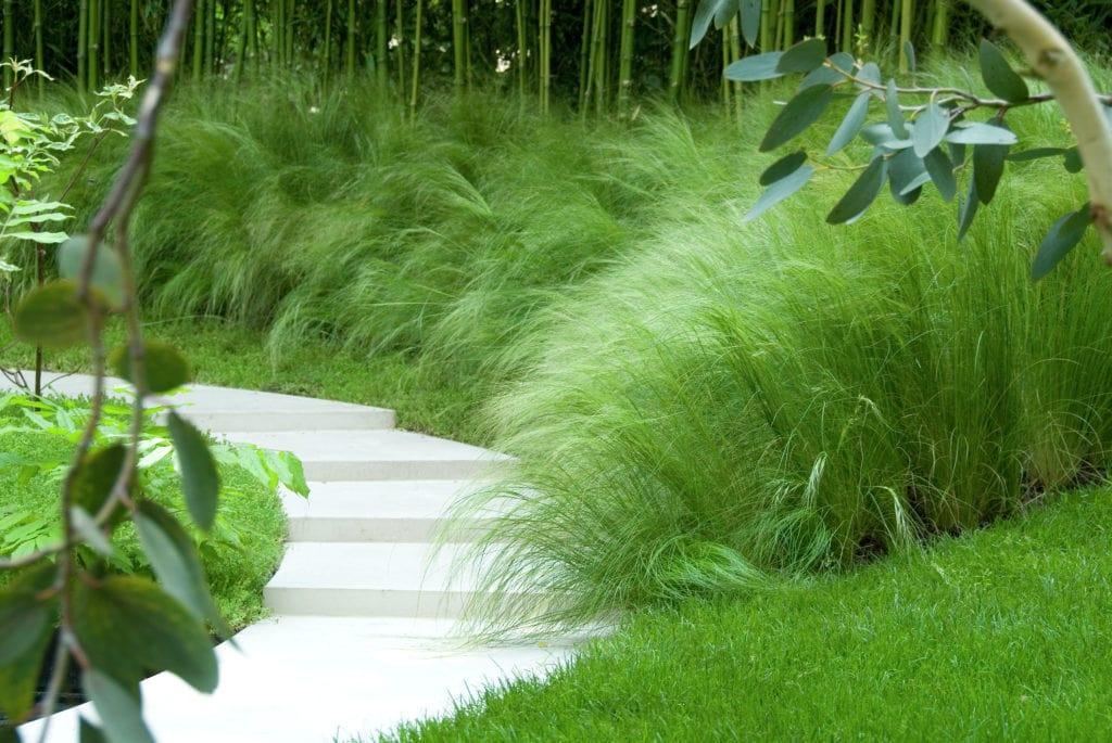 Stipa tenuissima Pony Tails