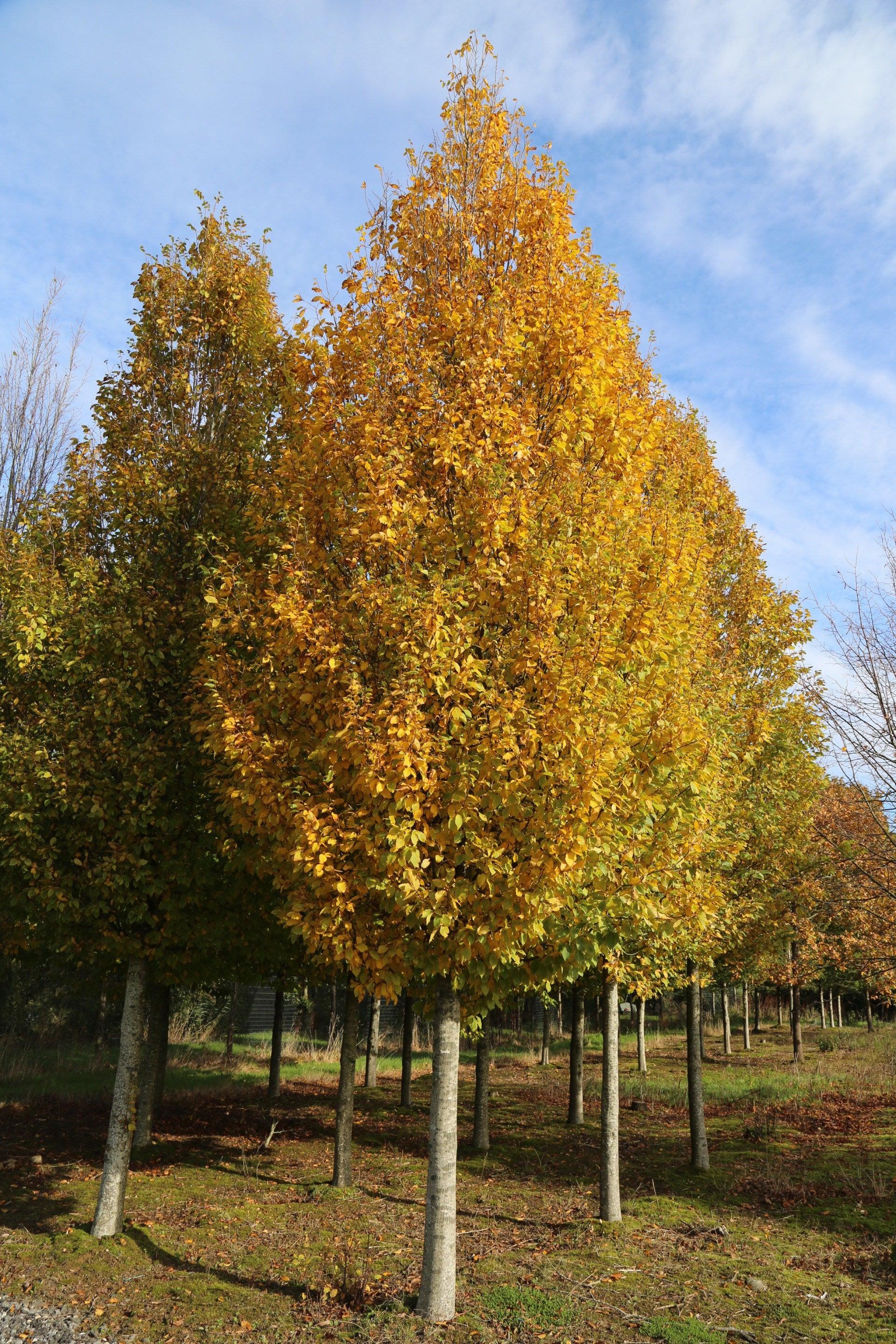 Carpen columnar arbore 3.00 - 4.00 m  Carpinus betulus Fastigiata"