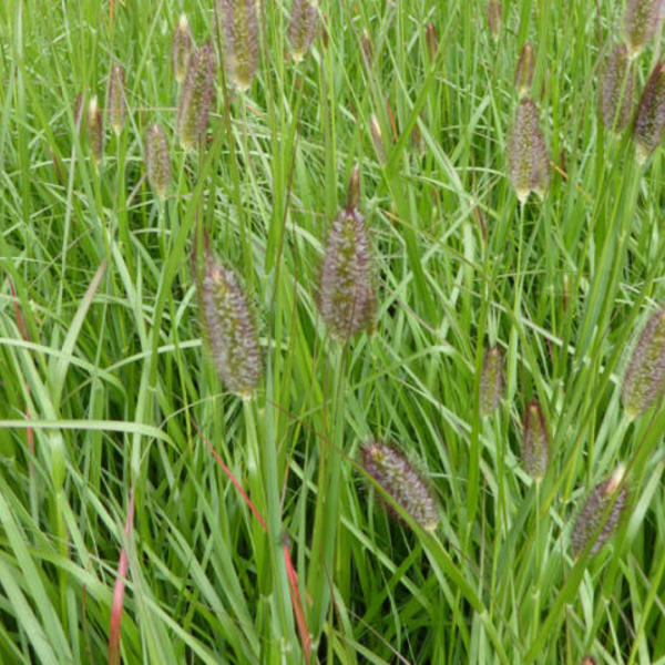 Pennisetum alopecuroides Red Bunny Tales" 0.20 - 0.30 m  Pennisetum alopecuroides "Red Bunny Tales"