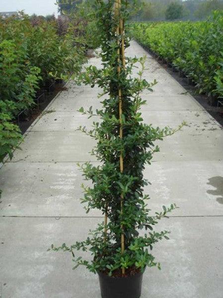 Catina ornamantala rosie Ventoux Red" 1.70 - 2.00 m  Pyracantha coccinea "Ventoux Red"