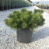 Pin pitic Mughus" 0.30 m - 0.40 m  Pinus mugo "Mughus"