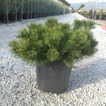 Pin pitic Mughus" 0.30 m - 0.40 m  Pinus mugo "Mughus"