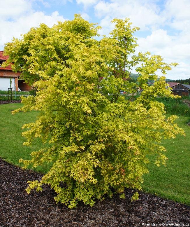 Artar japonez Katsura" 1.20 - 1.40 m  Acer palmatum "Katsura"