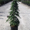 Cedru de Himalaya Feelin Blue " 1.70 - 2.00 m  Cedrus deodara "Feelin Blue"