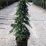 Cedru de Himalaya Feelin Blue " 1.70 - 2.00 m  Cedrus deodara "Feelin Blue"