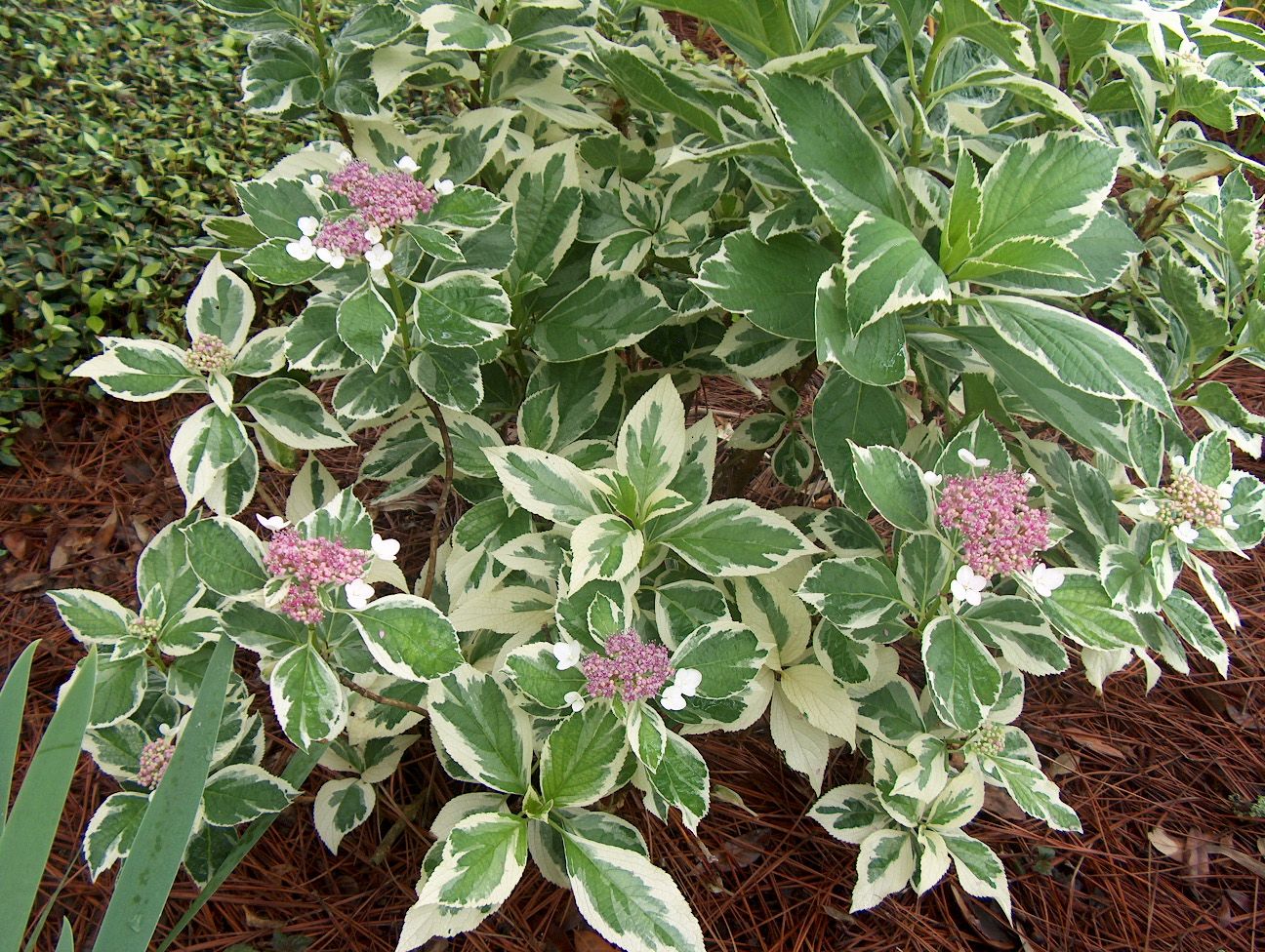 Hortensia Tricolor" 0.50 - 0.70 m  Hydrangea macr. "Tricolor"