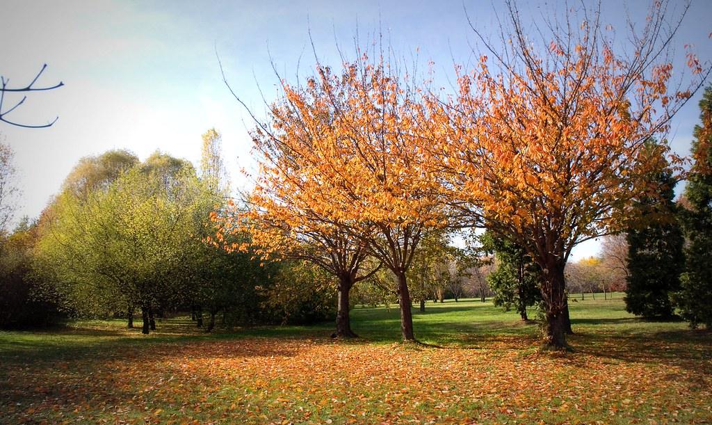 Cires japonez Kanzan" 2.00 - 2.50 m  Prunus serrulata "Kanzan"