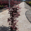 Japanese Maple Bloodgood" 1.00 - 1.30 m Acer palmatum "Bloodgood"