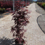 Japanese Maple Bloodgood" 1.00 - 1.30 m Acer palmatum "Bloodgood"