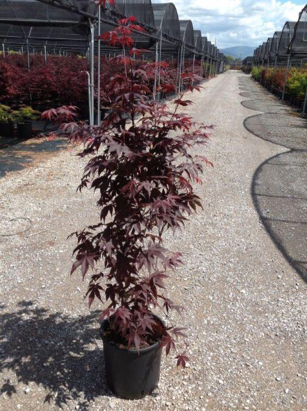 Artar japonez Bloodgood" 1.00 - 1.30 m  Acer palmatum "Bloodgood"