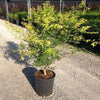 Artar japonez Katsura" 1.20 - 1.40 m  Acer palmatum "Katsura"