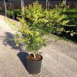 Artar japonez Katsura" 1.20 - 1.40 m  Acer palmatum "Katsura"