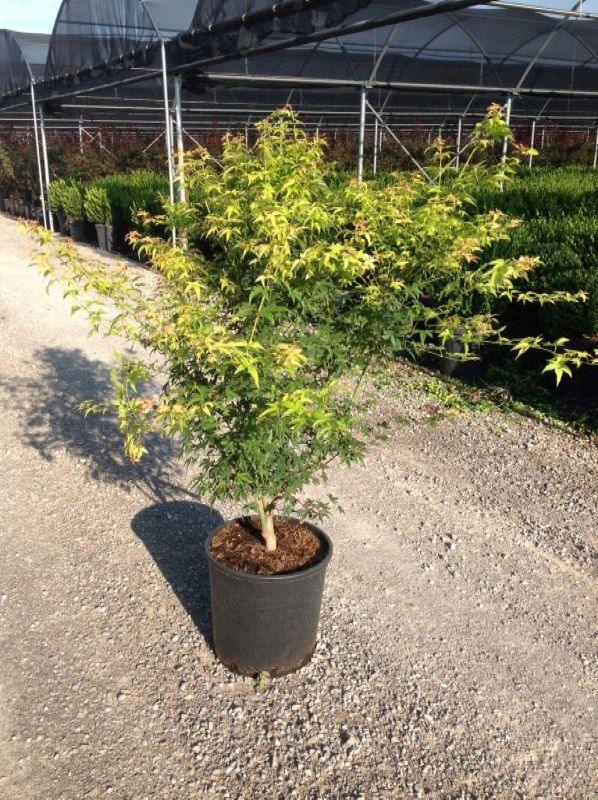 Artar japonez Katsura" 1.20 - 1.40 m  Acer palmatum "Katsura"