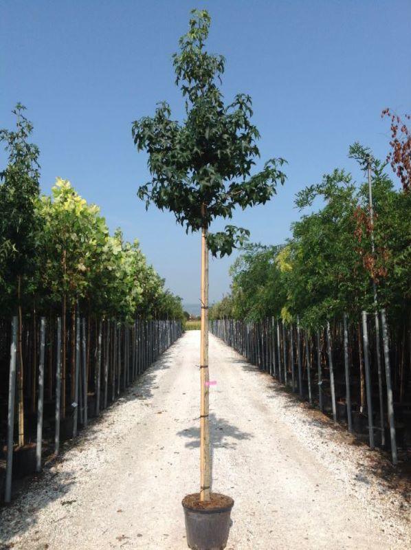 Arborele de guma 2.50 - 3.00 m  Liquidambar styraciflua