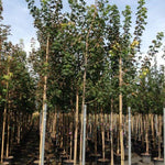 Artar 3.50 - 4.00 m  Acer platanoides
