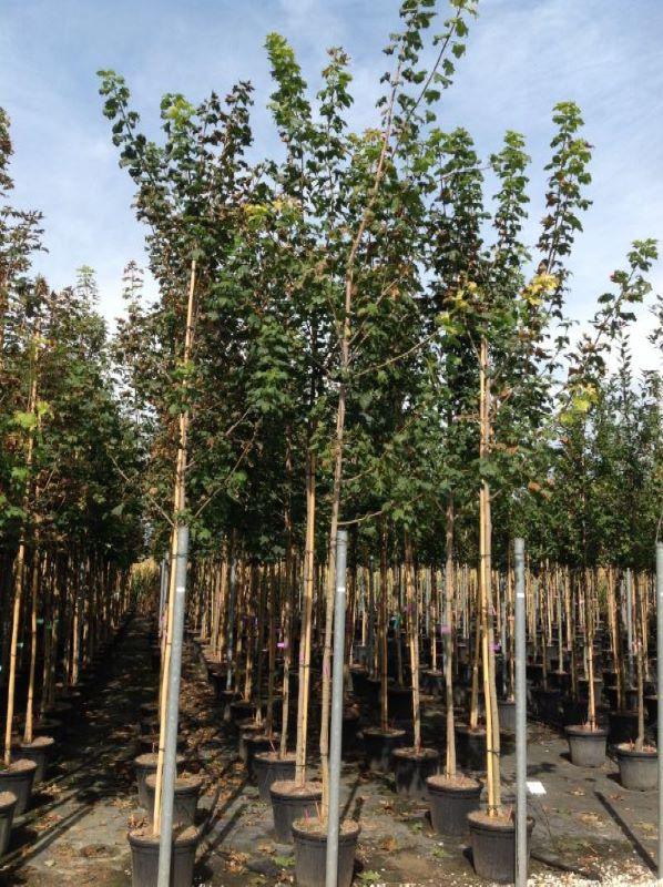 Artar 3.50 - 4.00 m  Acer platanoides