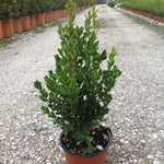 Buxus Faulkner" 0.30- 0.50 m Buxus microphylla"Faulkner"