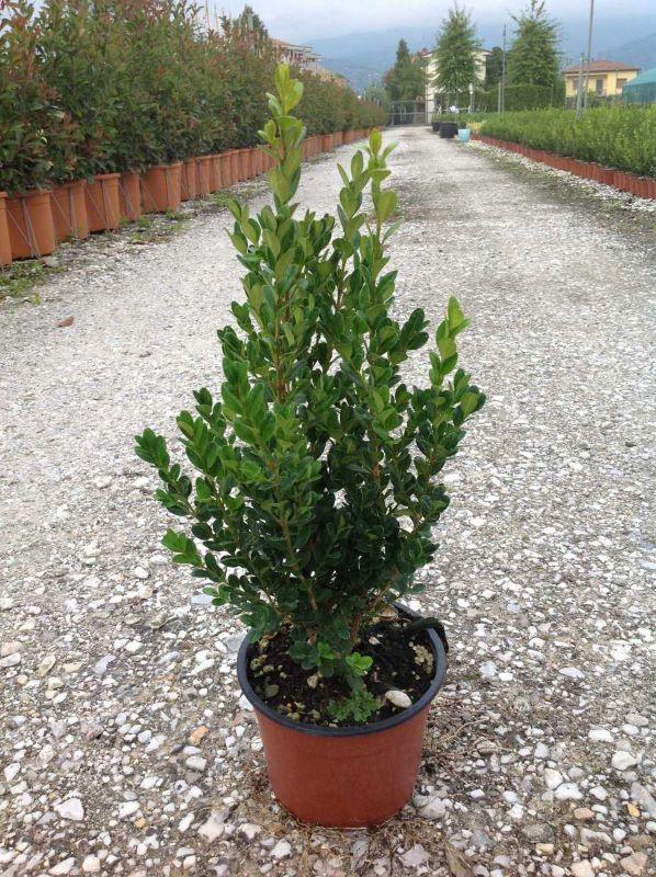 Buxus Faulkner" 0.30- 0.50 m  Buxus microphylla"Faulkner"