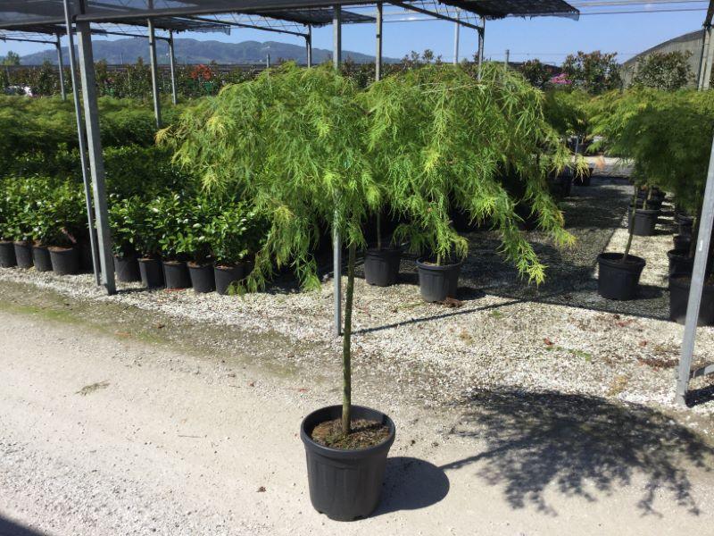 Artar japonez Viridis" 1.50 - 1.70 m  Acer palmatum dissectum  "Viridis"